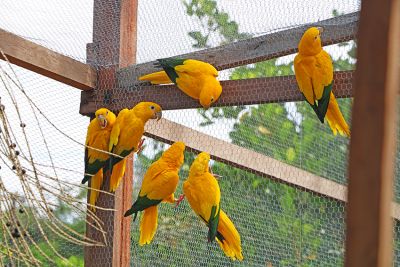 notícia: Parque do Utinga recebe mais 5 casais de ararajubas para reintrodução da espécie na região