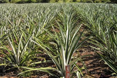 notícia: Sedap investe em agroindústrias para o beneficiamento do abacaxi