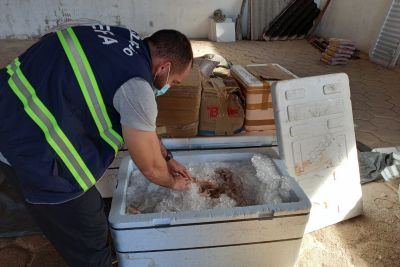 notícia: Sefa apreende mais de 600 quilos de camarão congelado em divisa entre estados