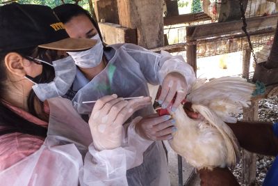 notícia: Adepará avança o monitoramento de doenças virais em aves de descarte