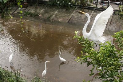 notícia: Mangal das Garças alerta para acidentes com linhas de cerol que pode colocar a vida de aves em risco, no mês de Julho. 