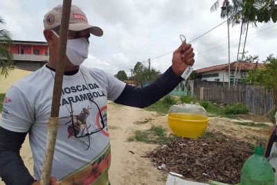 notícia: Adepará implanta moderno sistema de combate à mosca da carambola