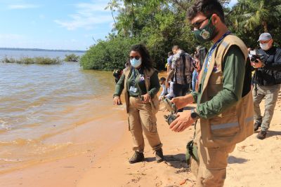 notícia: Semas realiza a soltura de 26 quelônios na Ilha de Jutuba, no Distrito de Outeiro