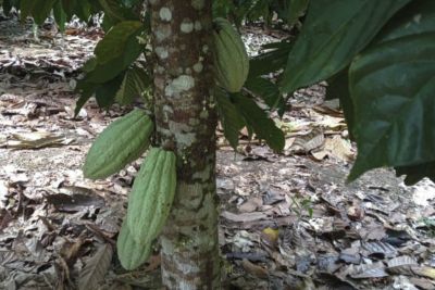 notícia: Ideflor-Bio acompanha o desenvolvimento de plantios em Sistemas Agroflorestais em Belterra