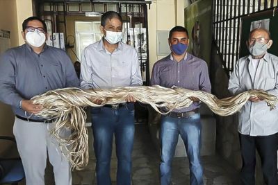 notícia: Articulação entre Governo e iniciativa privada da Companhia Têxtil de Castanhal incentiva a produção de fibras no Marajó