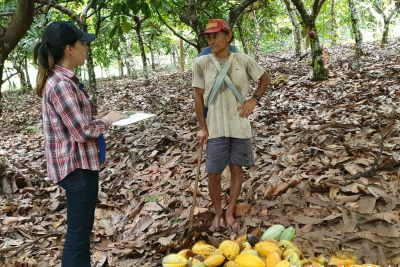 notícia: Adepará realiza levantamento de detecção da monilíase em lavouras de cacau
