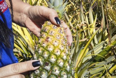 notícia: Adepará inspeciona lavouras de abacaxi em Santa Maria das Barreiras