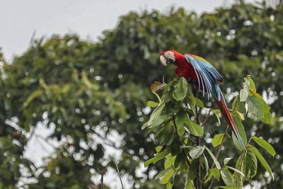 notícia: IDEFLOR-Bio visita Oeiras do Pará para reconhecimento de áreas para a conservação