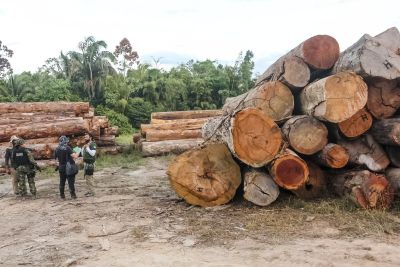 notícia: Semas emite 29 notificações por desmatamento ilegal em 13 municípios, incluindo Belém