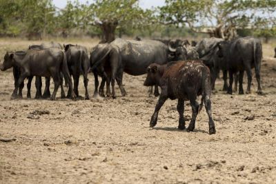 notícia: Cachoeira do Arari vai sediar I Torneio Leiteiro de Búfalas