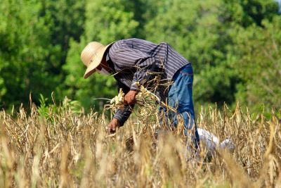 notícia: Adepará investe no potencial competitivo e sustentável da agricultura paraense