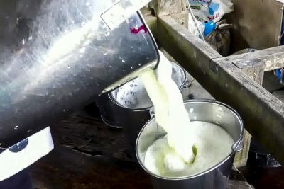notícia: Torneio Leiteiro de Cachoeira do Arari incentiva a pecuária bubalina 