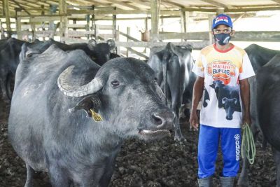 notícia: Vaqueiros mantêm a tradição de “batizar” as búfalas no Marajó