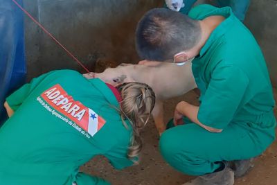notícia: Agência de Defesa Agropecuária do Pará capacita veterinários no sudeste paraense