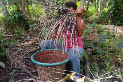 notícia: Adepará supera duas mil Unidades Produtivas de Açaí cadastradas em todo o Pará