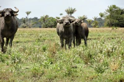 notícia: Meta da campanha contra febre aftosa no Marajó é vacinar mais de 230 mil animais 