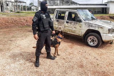notícia: Núcleo de Operações com Cães dará apoio para a Seap