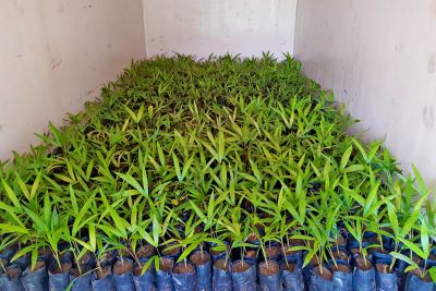 notícia: Sedap distribui 2,4 mil mudas de açaí para agricultores familiares de Quatipuru, no nordeste do Pará     