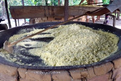 notícia: Sedap fomenta cadeia produtiva em municípios com Indicação Geográfica da farinha de Bragança