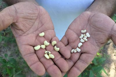 notícia: Campo de produção de sementes e mudas da Emater em Terra Alta se prepara para a primeira colheita de feijão