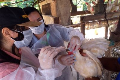 notícia: Adepará vai bloquear Guia de Trânsito Animal (GTA) de estabelecimentos não registrados