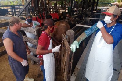 notícia: Emater capacita pequenos produtores de gado leiteiro para realizar inseminação artificial