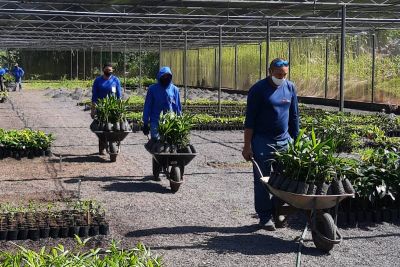 notícia: Agricultores familiares recebem mudas de plantas frutíferas na região Lago de Tucuruí