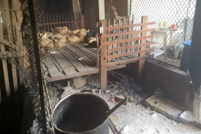 notícia: Adepará interdita abatedouro clandestino em Santa Maria do Pará