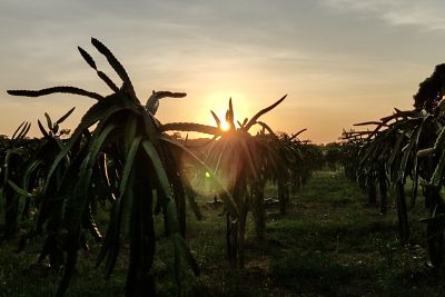 notícia: Pará prima pelo legado dos japoneses de convivência harmoniosa com a floresta