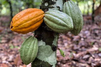 notícia: Emater capacita agricultores familiares de Itupiranga para incremento da cultura de cacau