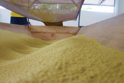 notícia: Com intermédio da Emater, agricultores de Porto de Moz recebem recursos do Pronaf para incrementar produção de farinha