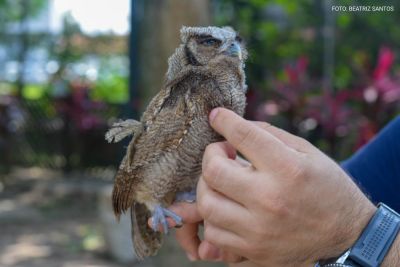 notícia: Mangal das Garças une acolhimento de animais com deficiência à educação ambiental