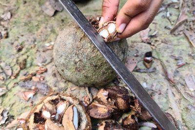 notícia: Ideflor-Bio inscreve 447 castanheiros para o auxilio econômico do Programa Renda Pará