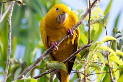 notícia: Parque do Utinga será a sede da segunda edição da Grande Bioblitz do Hemisfério Sul