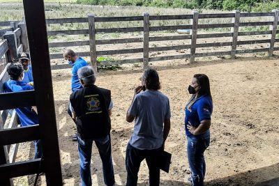 notícia: Adepará recebe a supervisão do Ministério da Agricultura e Pecuária em ações 
