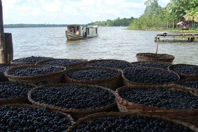 notícia: Em Melgaço, famílias assentadas recebem recursos intermediados pela Emater para fortalecer cadeia do açaí
