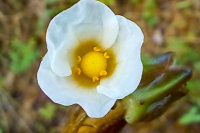 notícia: Espécie de planta aquática é encontrada no Parque Estadual do Utinga "Camillo Vianna", em Belém