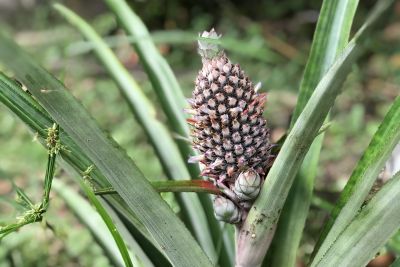 notícia: Sedap participa do webinar que vai debater o cenário da fruticultura na Amazônia
