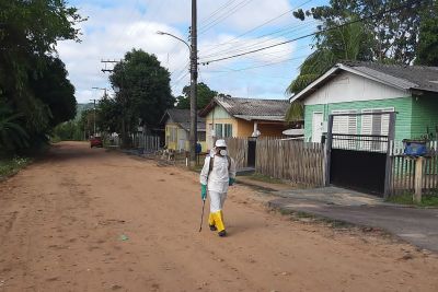 notícia: Agentes da Adepará monitoram mosca-da-carambola em Almerim