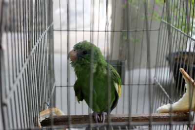 notícia: Semas recebe entrega voluntária de dez animais silvestres