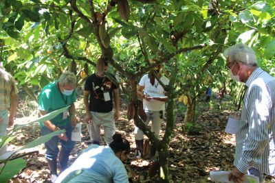 notícia: Com treinamento internacional, Emater fortalece cuidados fitossanitários em lavouras de cacau no Pará