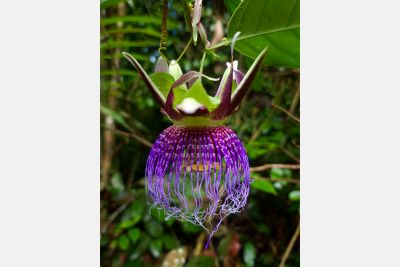 notícia: Nova espécie vegetal é descoberta no Conjunto de Glebas Mamuru-Arapiuns