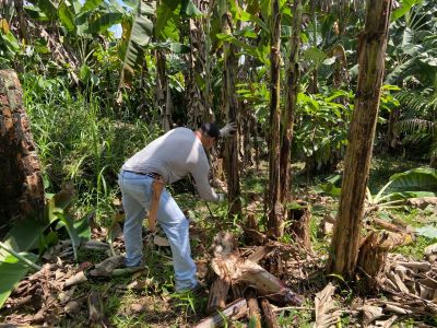 notícia: IDEFLOR-Bio instala Unidade Demostrativa-UD de Sistema Agroflorestal em área próxima a sede do Instituto