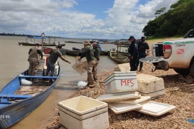 notícia: Operações da Semas no período de defeso apreendem mais de 15 toneladas de pescado