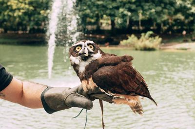 notícia: Animais mutilados passam por reabilitação no Parque Zoobotânico Mangal das Garças