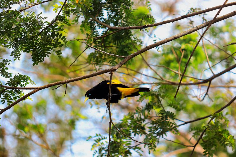 <div class='credito_fotos'>Foto: Bruno Cecim / Ag.Pará | <a href='/midias/2022/originais/12697_4f5fa7b2-1067-45b1-60fd-65d44b36c0d0.jpg' download><i class='fa-solid fa-download'></i> Download</a></div>