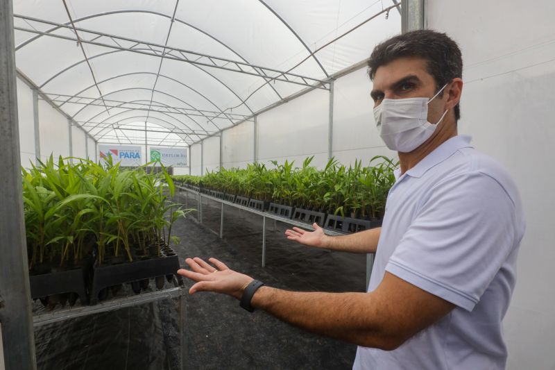 Governador Helder Barbalho mostrando mudas que serão repassadas aos agricultores familiares