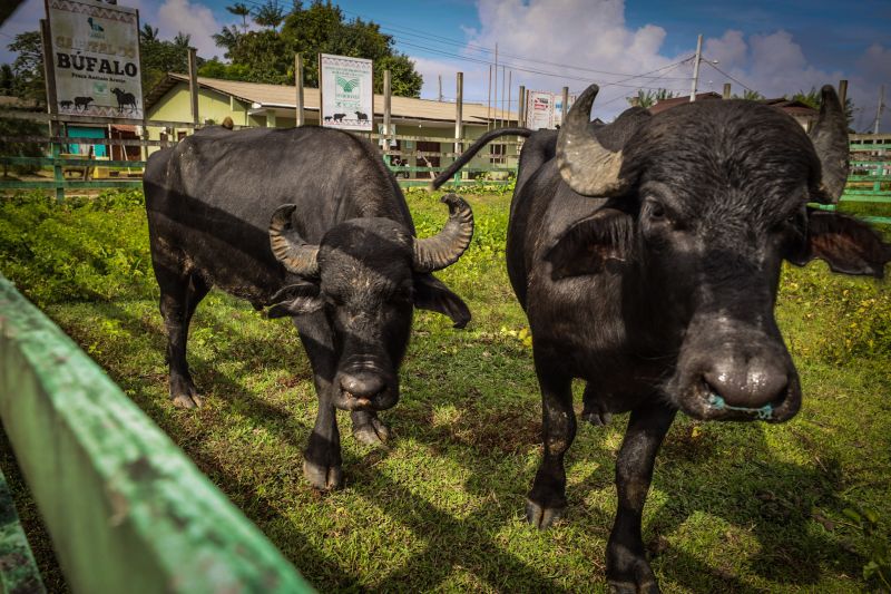 <div class='credito_fotos'>Foto: Bruno Cecim / Ag.Pará | <a href='/midias/2022/originais/12831_1f7d28ac-92a8-af7d-ed57-95769cf88ba1.jpg' download><i class='fa-solid fa-download'></i> Download</a></div>
