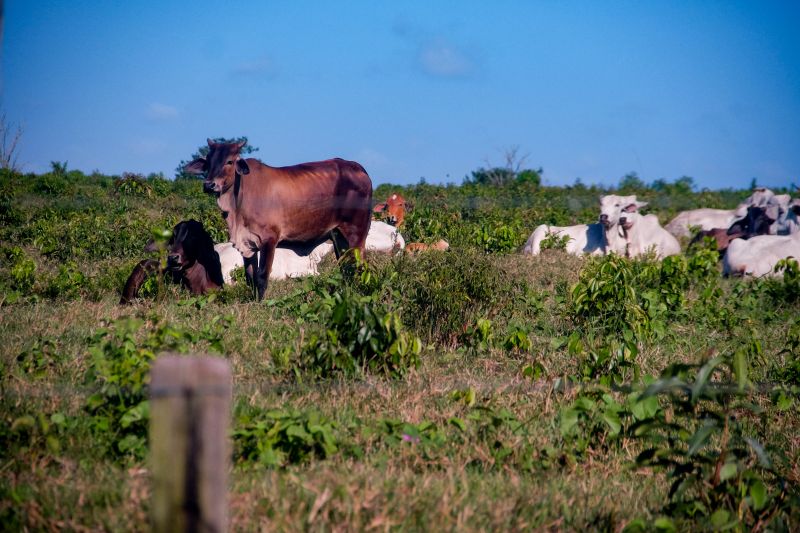 <div class='credito_fotos'>Foto: Pedro Guerreiro / Ag. Pará | <a href='/midias/2022/originais/14885_028cd3d8-05c1-5969-4d9e-ed54853c1f16.jpg' download><i class='fa-solid fa-download'></i> Download</a></div>