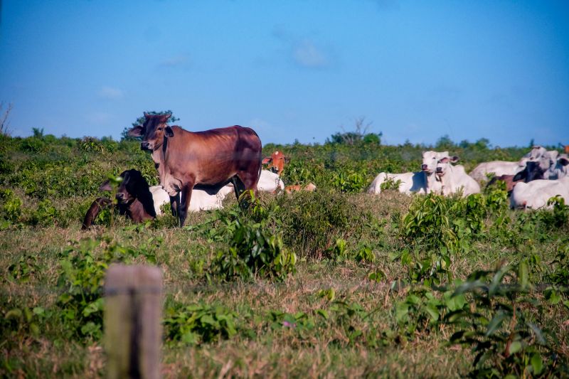 <div class='credito_fotos'>Foto: Pedro Guerreiro / Ag. Pará | <a href='/midias/2022/originais/14885_2e8d9300-0b48-6539-7b19-16f013b5cd29.jpg' download><i class='fa-solid fa-download'></i> Download</a></div>